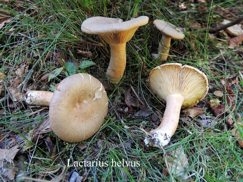 Lactarius helvus-amf1072-1.jpg - Lactarius helvus ; Syn: Lactifluus helvus ; Nom français: Lactaire à odeur de céleri
